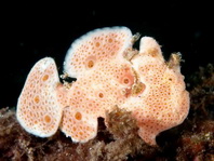 Painted frogfish - <em>Antennarius pictus</em> - Rundflecken Anglerfisch