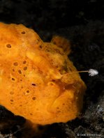 Painted frogfish - <em>Antennarius pictus</em> - Rundflecken Anglerfisch