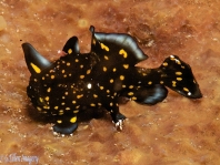 Painted frogfish - Antennarius pictus - Rundflecken Anglerfisch