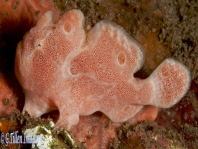 Painted frogfish - <em>Antennarius pictus</em> - Rundflecken Anglerfisch