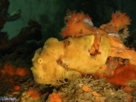 Painted frogfish - <em>Antennarius pictus</em> - Rundflecken Anglerfisch