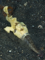 Antennarius maculatus