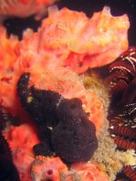 Painted frogfish - <em>Antennarius pictus</em> - Rundflecken Anglerfisch