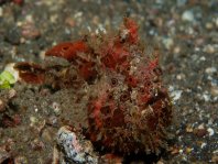 Painted frogfish - <em>Antennarius pictus</em> - Rundflecken Anglerfisch