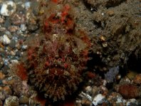 Painted frogfish - <em>Antennarius pictus</em> - Rundflecken Anglerfisch