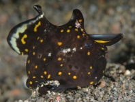 Painted frogfish - Antennarius pictus - Rundflecken Anglerfisch