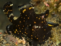 Painted frogfish - Antennarius pictus - Rundflecken Anglerfisch