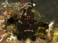 Painted frogfish - Antennarius pictus - Rundflecken Anglerfisch