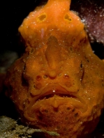 Painted frogfish - <em>Antennarius pictus</em> - Rundflecken Anglerfisch