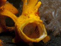 Painted frogfish - <em>Antennarius pictus</em> - Rundflecken Anglerfisch