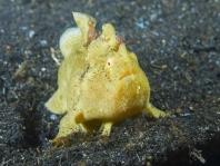 Painted frogfish - <em>Antennarius pictus</em> - Rundflecken Anglerfisch