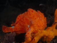 Painted frogfish - <em>Antennarius pictus</em> - Rundflecken Anglerfisch