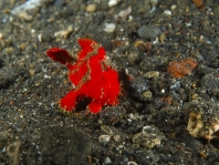 Painted frogfish - Antennarius pictus - Rundflecken Anglerfisch