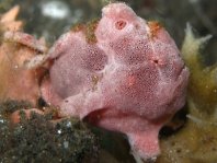 Painted frogfish - <em>Antennarius pictus</em> - Rundflecken Anglerfisch