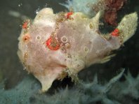 Painted frogfish - <em>Antennarius pictus</em> - Rundflecken Anglerfisch