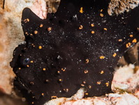 Painted frogfish - Antennarius pictus - Rundflecken Anglerfisch