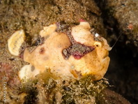 Painted frogfish - <em>Antennarius pictus</em> - Rundflecken Anglerfisch