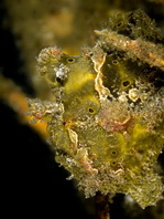 Painted frogfish - <em>Antennarius pictus</em> - Rundflecken Anglerfisch