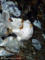 Painted frogfish - <em>Antennarius pictus</em> - Rundflecken Anglerfisch