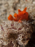 Painted frogfish - Antennarius pictus - Rundflecken Anglerfisch