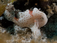 Painted frogfish - Antennarius pictus - Rundflecken Anglerfisch