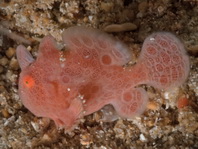 Painted frogfish - Antennarius pictus - Rundflecken Anglerfisch