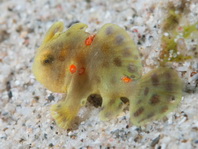 Painted frogfish - Antennarius pictus - Rundflecken Anglerfisch