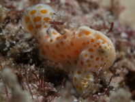 Painted frogfish - Antennarius pictus - Rundflecken Anglerfisch