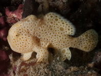 Painted frogfish - Antennarius pictus - Rundflecken Anglerfisch