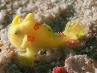 Painted frogfish - Antennarius pictus - Rundflecken Anglerfisch