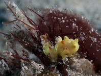 Painted frogfish - Antennarius pictus - Rundflecken Anglerfisch