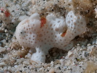 Painted frogfish - Antennarius pictus - Rundflecken Anglerfisch