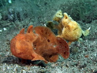 Antennarius pictus (Painted frogfish - Rundflecken Anglerfisch, Bemalter Fühlerfisch) 