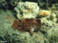 Randall's frogfish - Randall's Anglerfisch thumbnail picture / Kleinbild