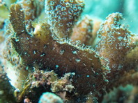 Antennarius randalli Randall's frogfish - Randall's Anglerfisch