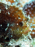 Antennarius randalli Randall's frogfish - Randall's Anglerfisch