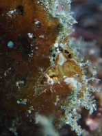 Antennarius randalli Randall's frogfish - Randall's Anglerfisch