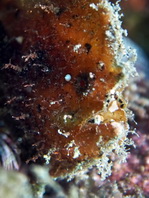 Antennarius randalli Randall's frogfish - Randall's Anglerfisch