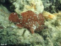 Antennarius randalli Randall's frogfish - Randall's Anglerfisch