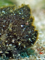 Antennarius randalli Randall's frogfish - Randall's Anglerfisch