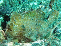 Antennarius randalli Randall's frogfish - Randall's Anglerfisch