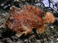 Antennarius randalli Randall's frogfish - Randall's Anglerfisch