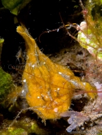 Antennarius randalli Randall's frogfish - Randall's Anglerfisch