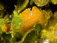 Antennarius randalli Randall's frogfish - Randall's Anglerfisch