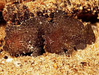 Painted frogfish - Antennarius pictus - Rundflecken Anglerfisch