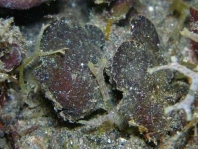 Randall's frogfish - <em>Antennarius randalli</em> - Randall Anglerfisch