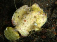 Antennarius randalli Randall's frogfish - Randall's Anglerfisch