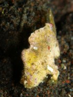 Antennarius randalli Randall's frogfish - Randall's Anglerfisch