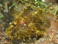 Randall's frogfish - <em>Antennarius randalli</em> - Randall Anglerfisch