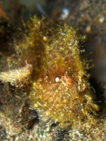 Antennarius randalli Randall's frogfish - Randall's Anglerfisch